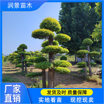 润景苗木出售多杆造型金叶榆树3公分5公分金叶榆