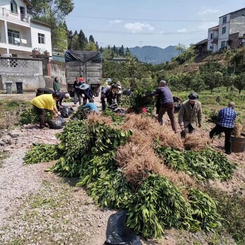 長葉香橙