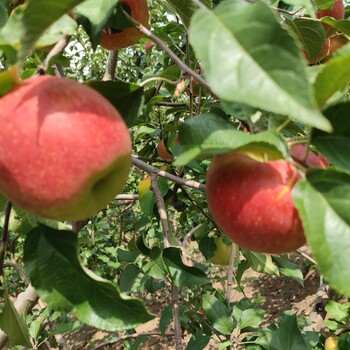 寧城蒙富蘋(píng)果、口感脆甜，來(lái)嘗鮮啦