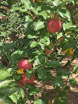 寧城蒙富蘋(píng)果、口感脆甜，來(lái)嘗鮮啦