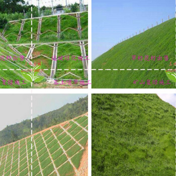 西宁绿化草籽草种子批发