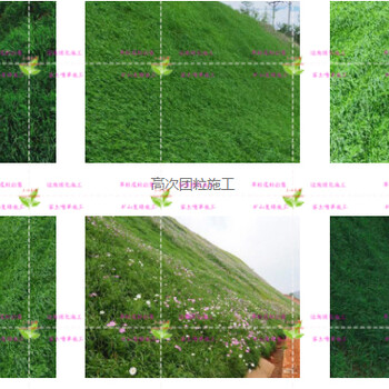 福建廈門漳州泉州三明寧德草籽草種批發(fā)