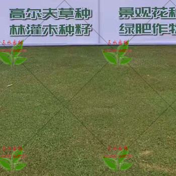河北哪有草籽草種批發(fā)