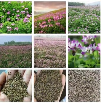 供應廣東邊坡綠化噴草護坡綠化草籽草種出售
