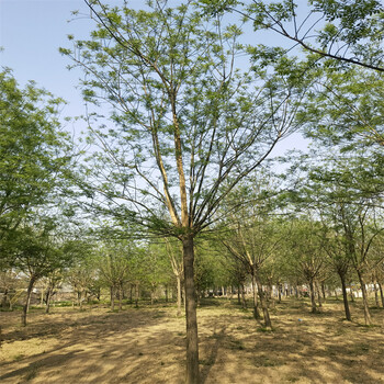 山東德州20公分國(guó)槐價(jià)格