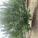 青海玉树20公分北美海棠价格