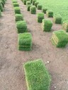 绿化草坪大叶油草马尼拉草台湾草