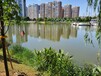 德州水生态修复工程微生物河道底质改良剂销售