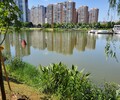 鄭州水環境治理河道底泥原位修復劑
