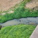 昆明城市河湖底质改良微生物环境修复剂