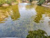 廣州生物水環境治理技術底泥礦化固化生物制劑銷售