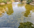 河南水生態治理工程河道底泥團粒改良劑