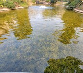 南通水环境治理技术河湖底质改良环境修复剂