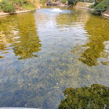 上海河湖湿地治理微生物水质调控型环境修复剂