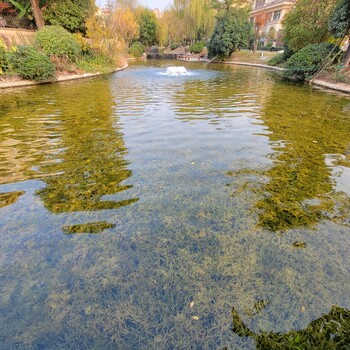 上饶河湖湿地水质改良复合微生物菌剂销售