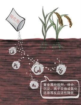 北京淤泥礦場(chǎng)重金屬固化穩(wěn)定劑銷售