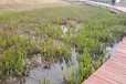 潍坊绿色生态水产养殖微生物水质净化EM菌销售