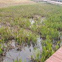 宜春城市河道湖泊治理微生物水體修復(fù)工程技術(shù)材料