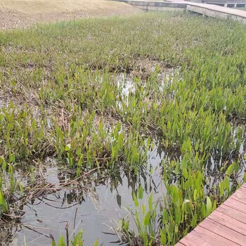 湖南微生物环境修复技术污染水质土壤改良EM菌