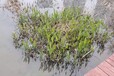 湖北江河湖泊湿地修复底质改良型环境修复剂