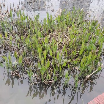 沈陽水生態(tài)修復工程水生植物光合復合菌銷售
