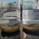 ?？诤雍G藻黑臭水體凈化中性無機(jī)礦物凝集劑