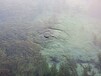 河南河湖土壤微生物环境修复EM菌剂