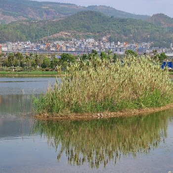 漳州湖泊湿地治理工程底质改良环境修复剂