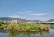 廣東水生態治理河道底泥原位生物固化修復工程