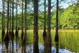 北京河道底泥生物固化技术复合微生物菌剂销售