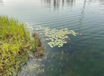 宜宾河湖湿地水生态治理工程微生物底质改良剂