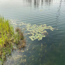 荊州河湖污染底泥生物修復技術微生物EM菌