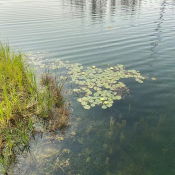 温州河湖湿地水生态治理工程复合微生物菌