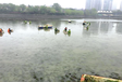 徐州河湖生物生态修复工程底泥团粒改良剂