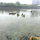 徐州河湖生物生態(tài)修復(fù)工程底泥團(tuán)粒改良劑