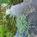 福州城市河道水质改良微生物环境修复剂销售