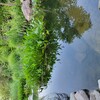 宁波河湖湿地治理水质改良微生物环境修复剂
