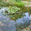 湖北河湖湿地水质调控复合微生物环境修复剂图片