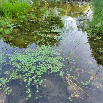 广东河湖湿地水环境治理工程技术微生物EM菌