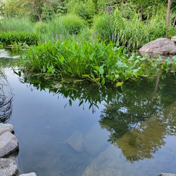 河北濕地河道底泥生態(tài)修復(fù)微生物環(huán)境修復(fù)劑