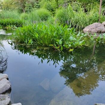 深圳湖泊湿地水质改良工程微生物EM菌剂批发