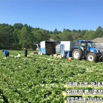 鄂州出国劳务正规公司农场蔬菜种植工面试成功率高