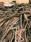 蕪湖2023鋁電纜回收鋁線回收1噸報價圖片