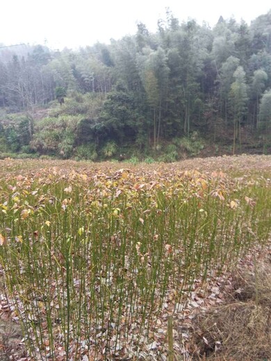 1公分檫木苗檫樹苗檫樹小苗檫木樹苗