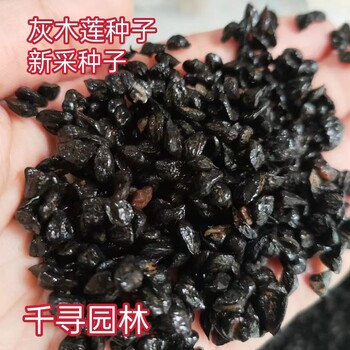 當年新采灰木蓮種子落葉木蓮千尋園林造林綠化種子大量供應
