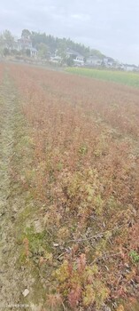 雞爪槭小苗一年生50cm高雞爪槭50高雞爪槭當年雞爪槭小苗