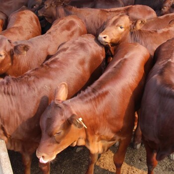 福建肉牛养殖场-福建一头肉牛多少钱