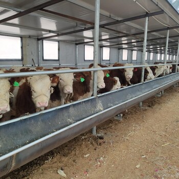 河南三门峡肉牛养殖场-河南肉牛的价格