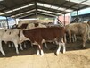 安徽滁州养牛场安徽肉牛价格