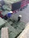 國(guó)產(chǎn)苜蓿草準(zhǔn)出口嗎？甘肅苜蓿草出口有哪些限制嗎？